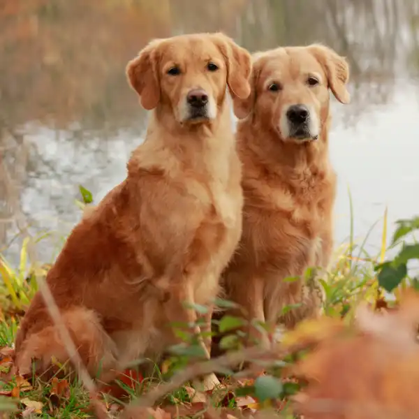testimonianze pensione per cani