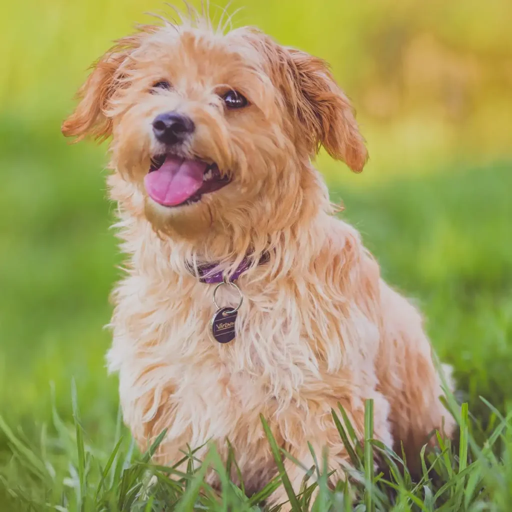 pensione per cani a Lonato del Garda