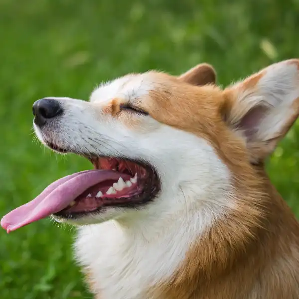 pensione per cani a Lonato del Garda