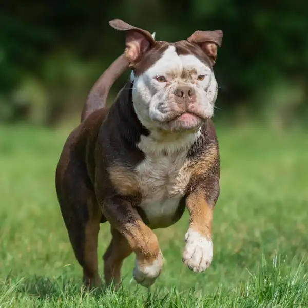 pensione per cani a Lonato del Garda
