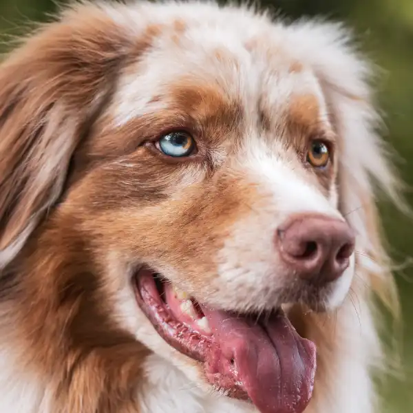 pensione per cani a Lonato del Garda