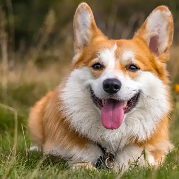 pensione per cani a Lonato del Garda