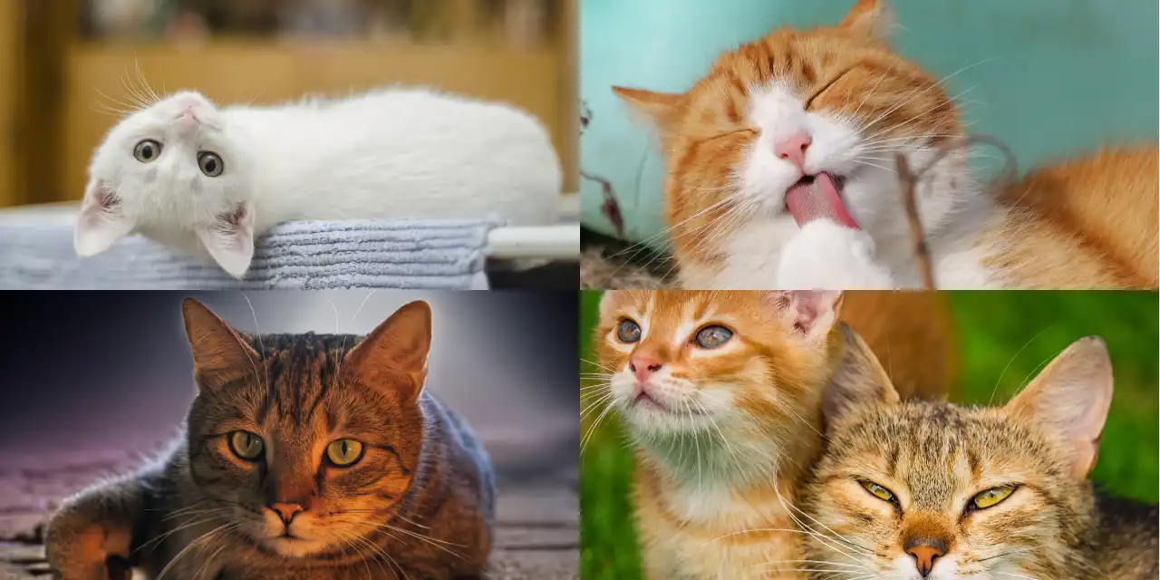 pensione per cani e gatti a Lonato del Garda