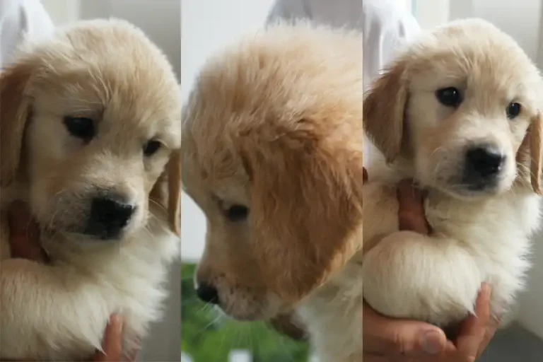 Cucciolata disponibile