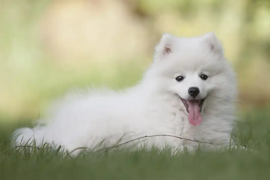come scegliere la pensione per cani: foto di cane felice nel verde