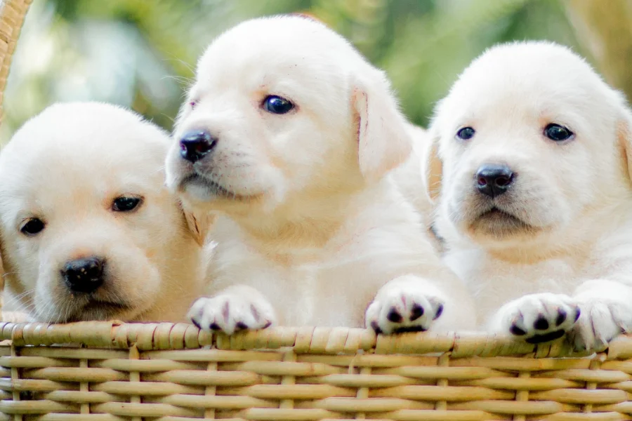 nuova casa per il cucciolo foto di tre cuccioli di cane in una cesta