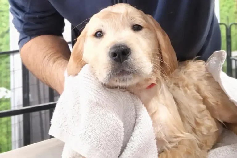 ogni quanto lavare il cane