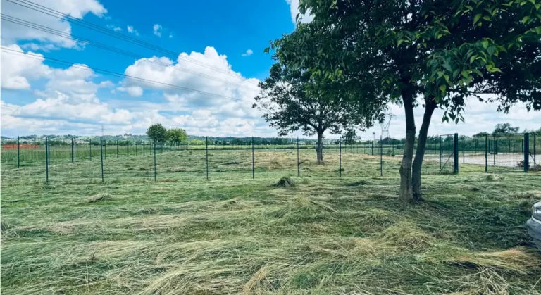 Come nasce una pensione per cani dal sogno alla realtà