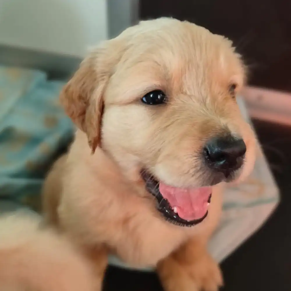 cucciolo dell'allevamento di Golden Retriever Tierra Noble