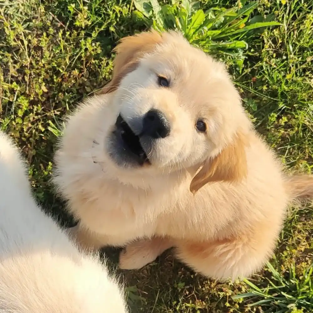 cucciolo dell'allevamento di Golden Retriever Tierra Noble
