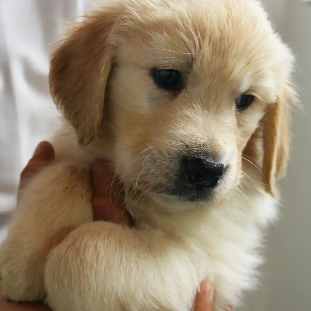 cucciolo dell'allevamento di Golden Retriever Tierra Noble