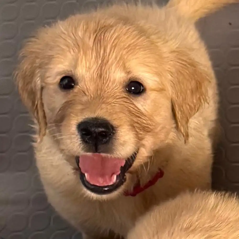 cucciolo dell'allevamento di Golden Retriever Tierra Noble