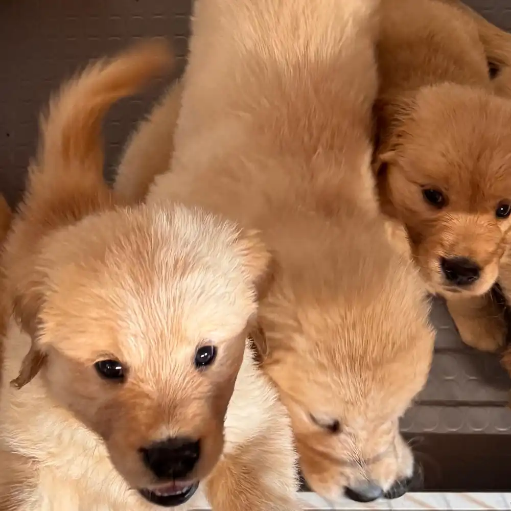 cucciolo dell'allevamento di Golden Retriever Tierra Noble