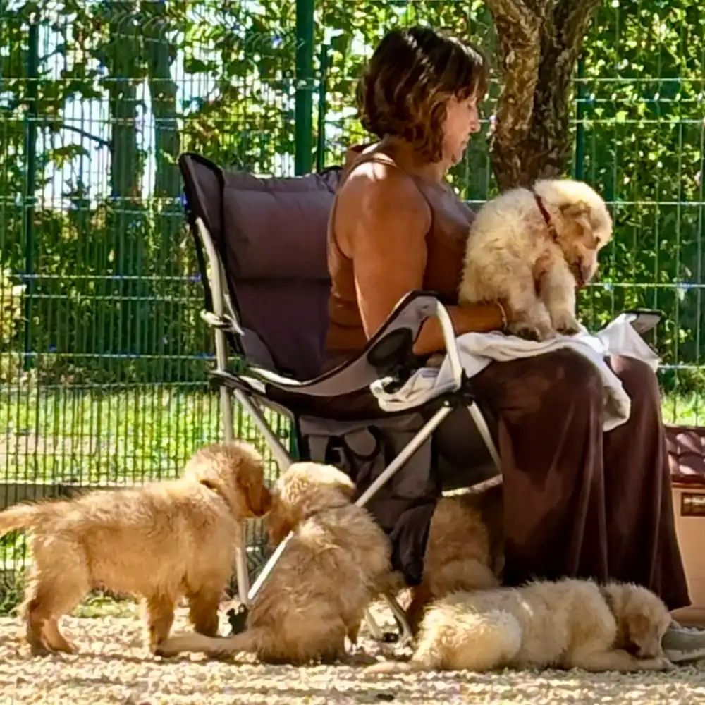 cucciolo dell'allevamento di Golden Retriever Tierra Noble