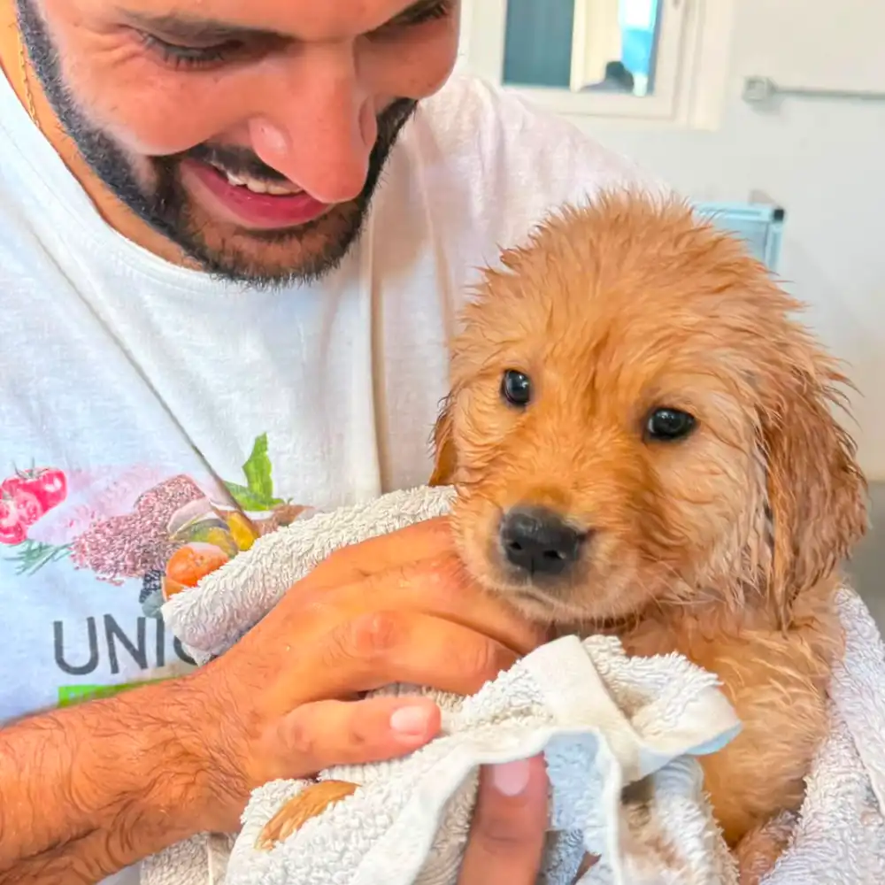 cucciolo dell'allevamento di Golden Retriever Tierra Noble