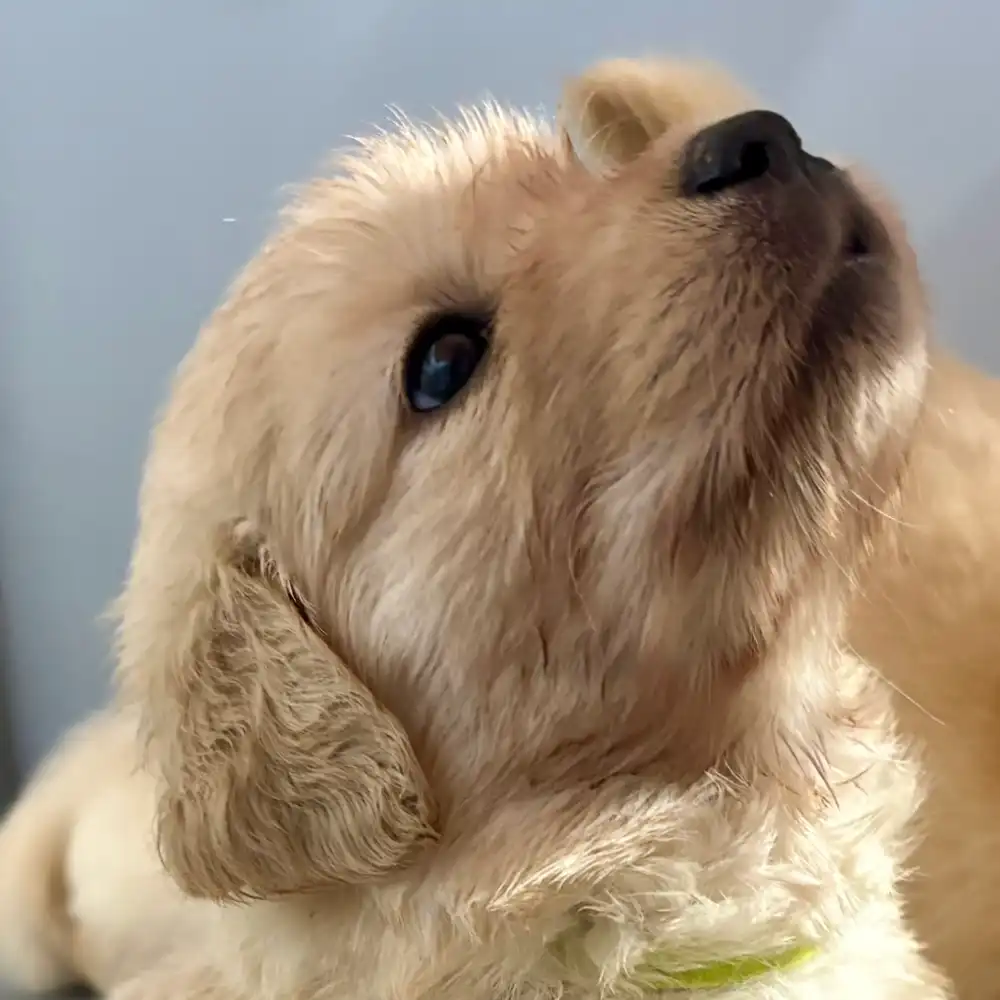 cucciolo dell'allevamento di Golden Retriever Tierra Noble