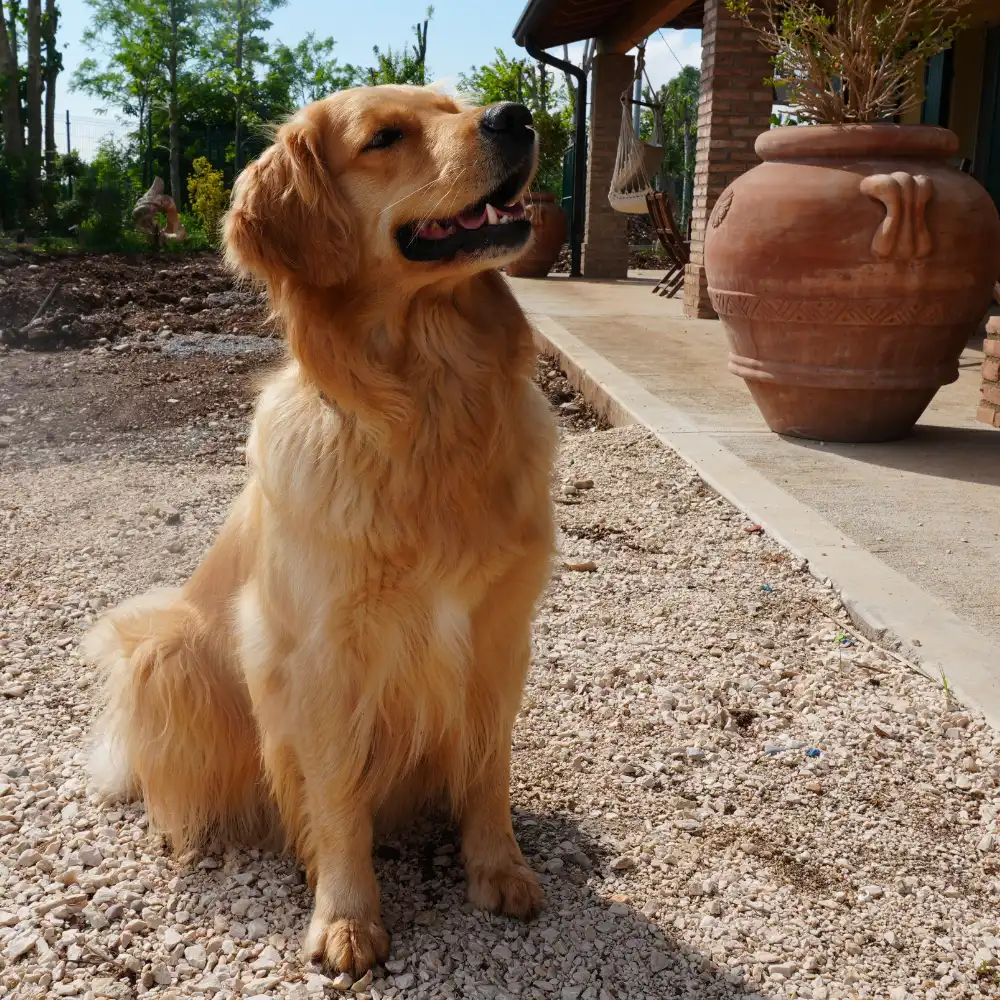 Grace allevamento di golden retriever Tierra Noble