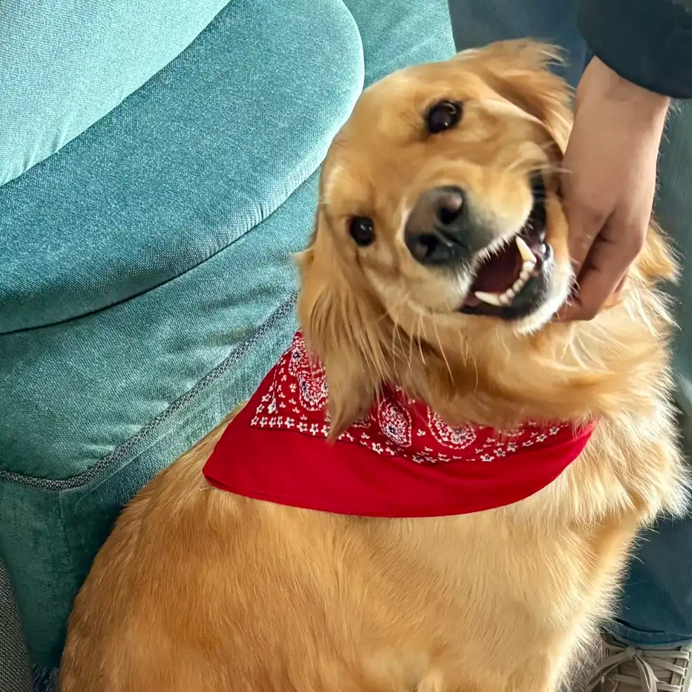 Grace allevamento di golden retriever Tierra Noble