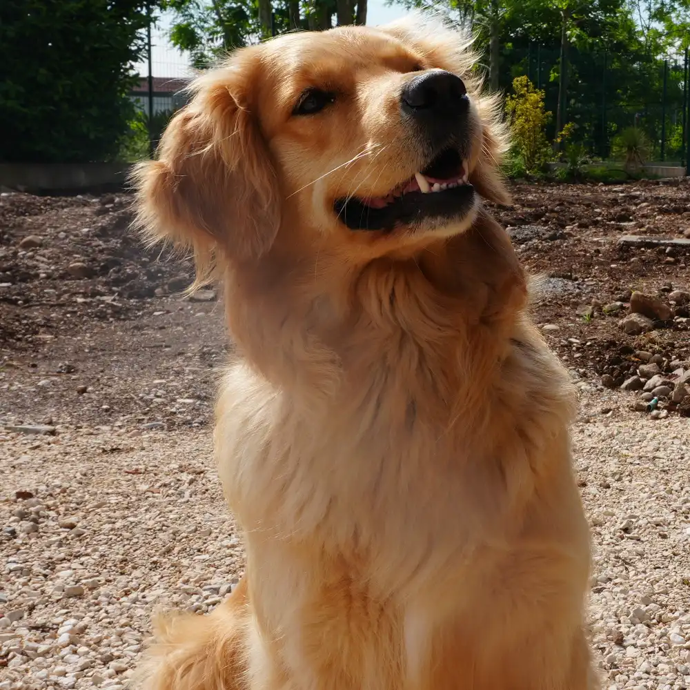 Grace allevamento di golden retriever Tierra Noble